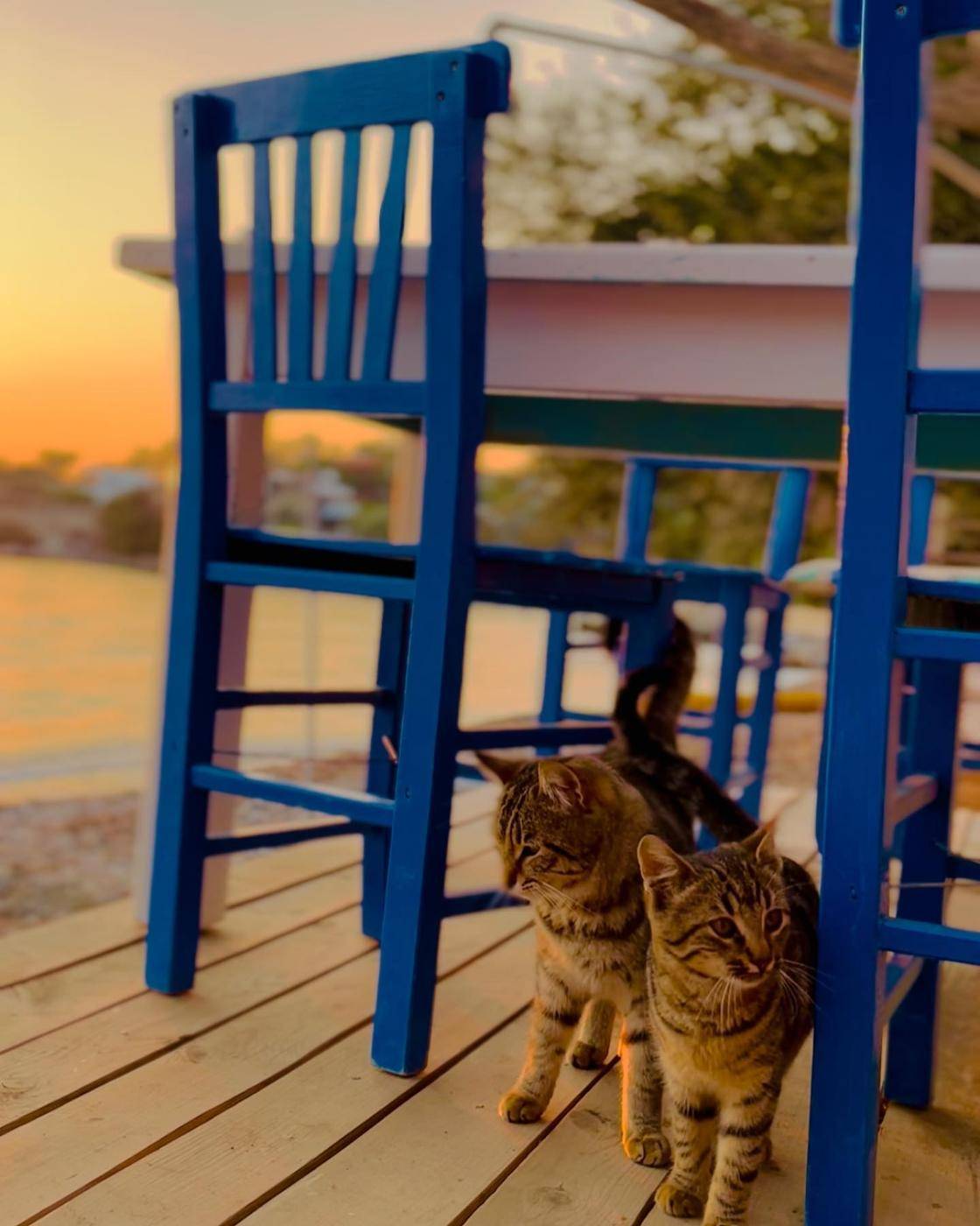 Mavi sandalyelerin yanında iki kedi